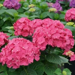 LET’S DANCE BIG BAND® PPAF Hydrangea Bush - 4" Pot - Proven Winners 9 LET’S DANCE BIG BAND® PPAF Hydrangea Bush - 4" Pot - Proven Winners -Plant Sale Shop lets dance big band hydrangea macrophylla 6 1080 1080 60 78901.1615344718