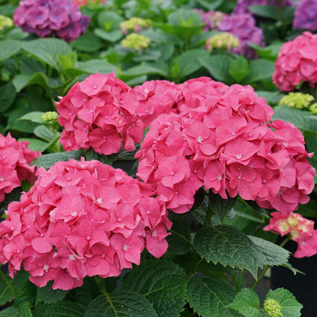 LET’S DANCE BIG BAND® PPAF Hydrangea Bush - 4" Pot - Proven Winners 4 LET’S DANCE BIG BAND® PPAF Hydrangea Bush - 4" Pot - Proven Winners - Image 4