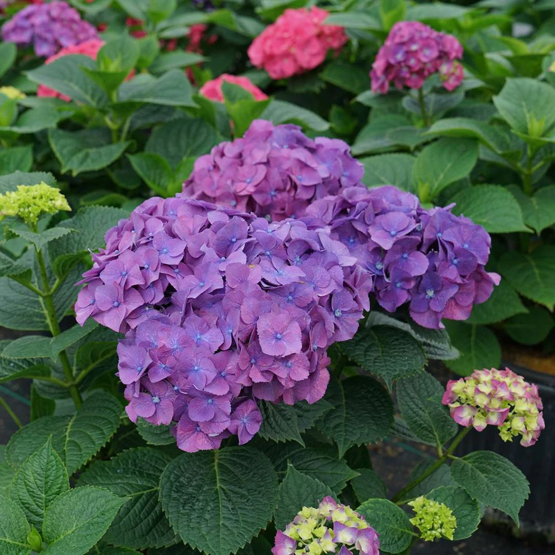 LET’S DANCE BIG BAND® PPAF Hydrangea Bush - 4" Pot - Proven Winners 5 LET’S DANCE BIG BAND® PPAF Hydrangea Bush - 4" Pot - Proven Winners - Image 5