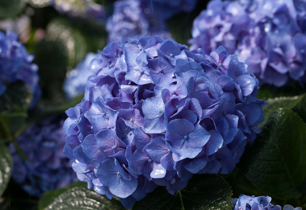 Let's Dance® Blue Jangles™ Reblooming Hydrangea - 4" Pot - Proven Winners 1 Let's Dance® Blue Jangles™ Reblooming Hydrangea - 4" Pot - Proven Winners