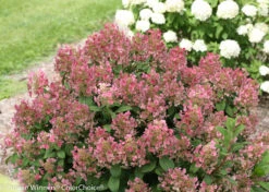 Little Quick Fire® Hydrangea - 4" Pot - Proven Winners -Plant Sale Shop little quick fire hydrangea 3995 48671.1615344647