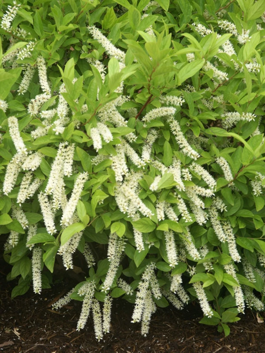 Little Henry® Sweetspire - 4" Pot - Itea Virginica - Proven Winners 1 Little Henry® Sweetspire - 4" Pot - Itea Virginica - Proven Winners