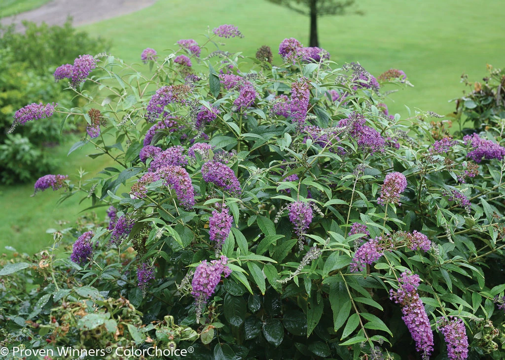 Lo & Behold® Buddleia X Purple Haze PPAF - Butterfly Bush-4"Pot-Proven Winners 1 Lo & Behold® Buddleia X Purple Haze PPAF - Butterfly Bush-4"Pot-Proven Winners