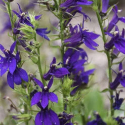 Starship™ Blue Perennial Plant - Lobelia - Quart Pot