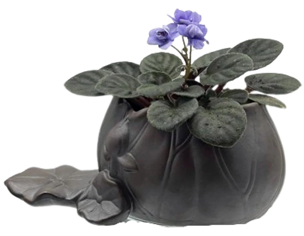 Creative Lotus Leaf Ceramic Planter With Live Miniature African Violet 1 Creative Lotus Leaf Ceramic Planter With Live Miniature African Violet