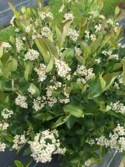 LOW SCAPE HEDGER® Chokeberry - 4" Pot - Aronia - Proven Winners -Plant Sale Shop low scape hedger aronia flowers 35163.1615344635