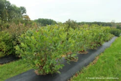 LOW SCAPE HEDGER® Chokeberry - 4" Pot - Aronia - Proven Winners -Plant Sale Shop low scape hedger aronia hedge 29958.1615344635