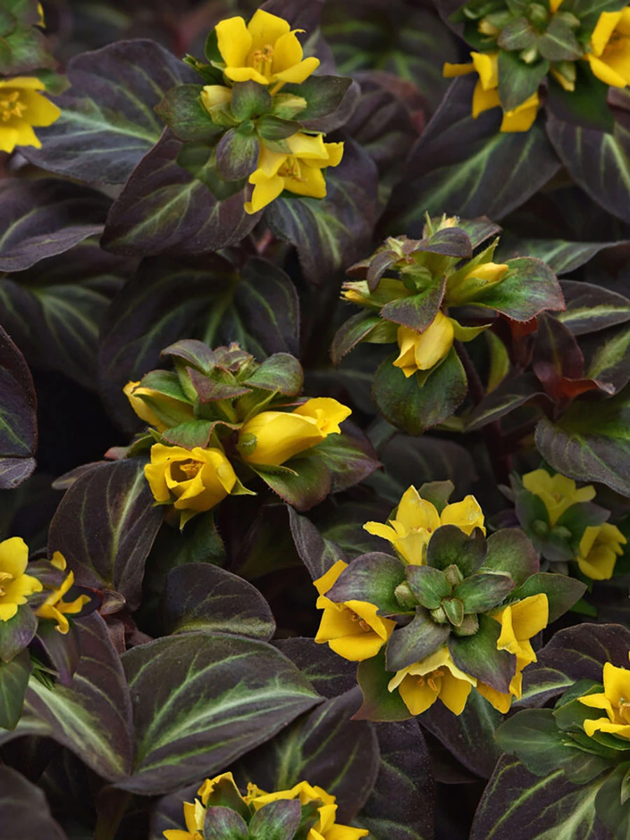 Night Light Lysimachia - Moneywort - Live Plant - Quart Pot 1 Night Light Lysimachia - Moneywort - Live Plant - Quart Pot