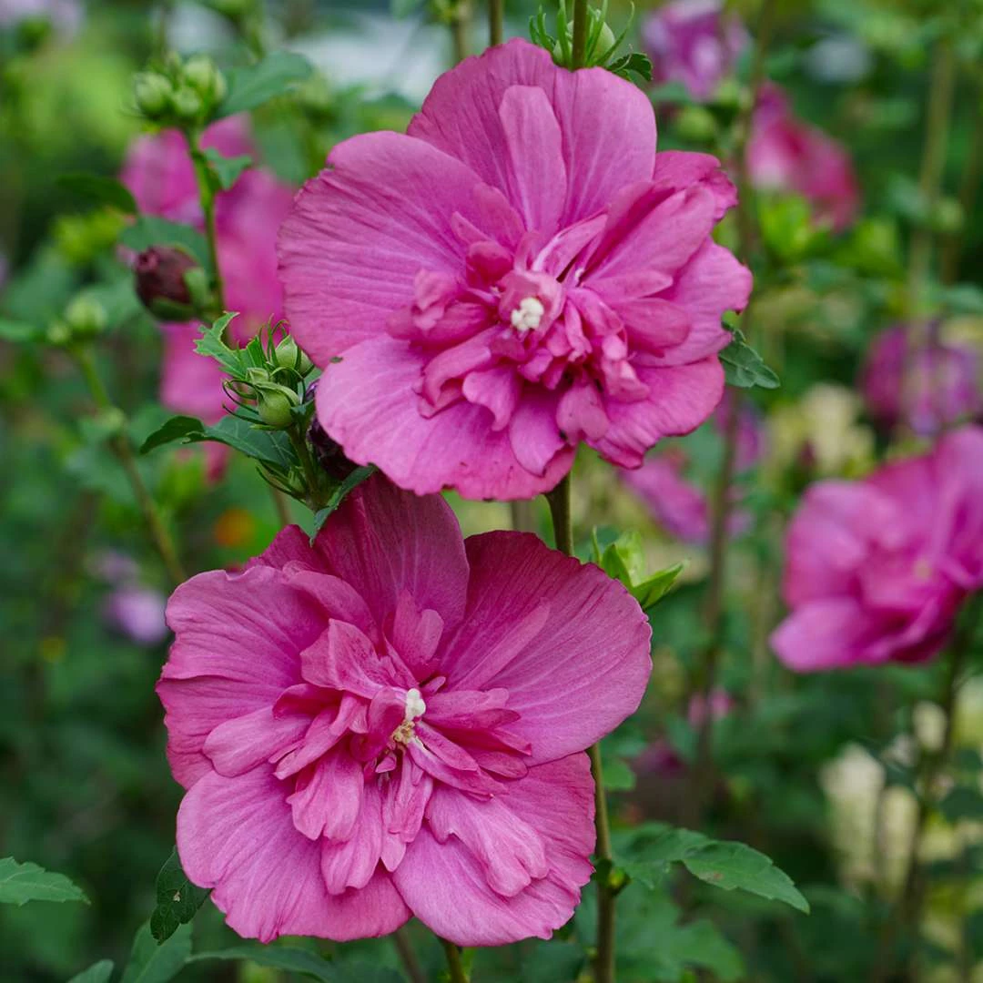 Magenta CHIFFON® Hibiscus Syriacus - Rose Of Sharon - 4" Pot - Proven Winners 2 Magenta CHIFFON® Hibiscus Syriacus - Rose Of Sharon - 4" Pot - Proven Winners - Image 2