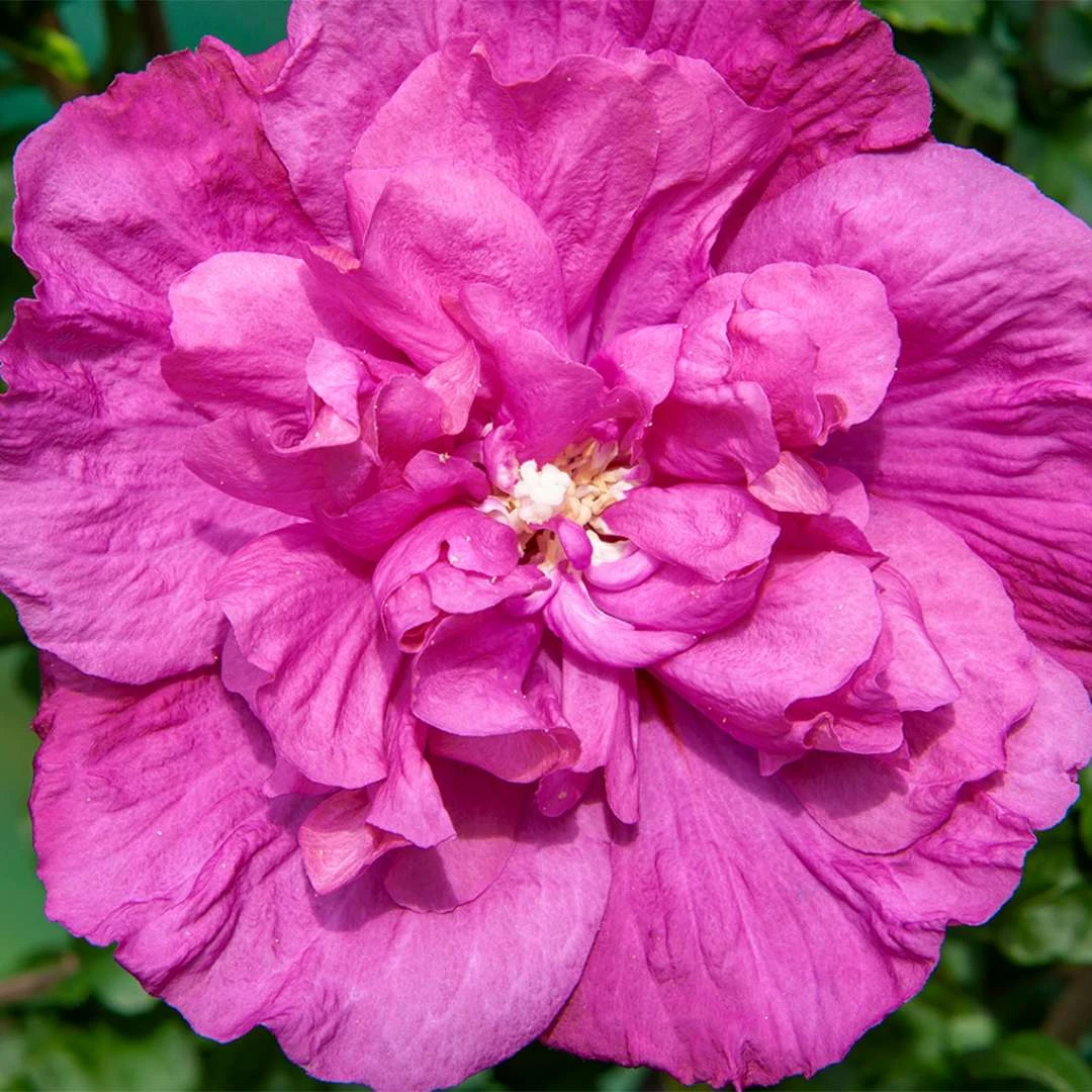 Magenta CHIFFON® Hibiscus Syriacus - Rose Of Sharon - 4" Pot - Proven Winners 1 Magenta CHIFFON® Hibiscus Syriacus - Rose Of Sharon - 4" Pot - Proven Winners
