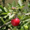 Barbados Cherry Plant - Malpighia Punicfolia - Acerola - Indoors/Out - 6" Pot