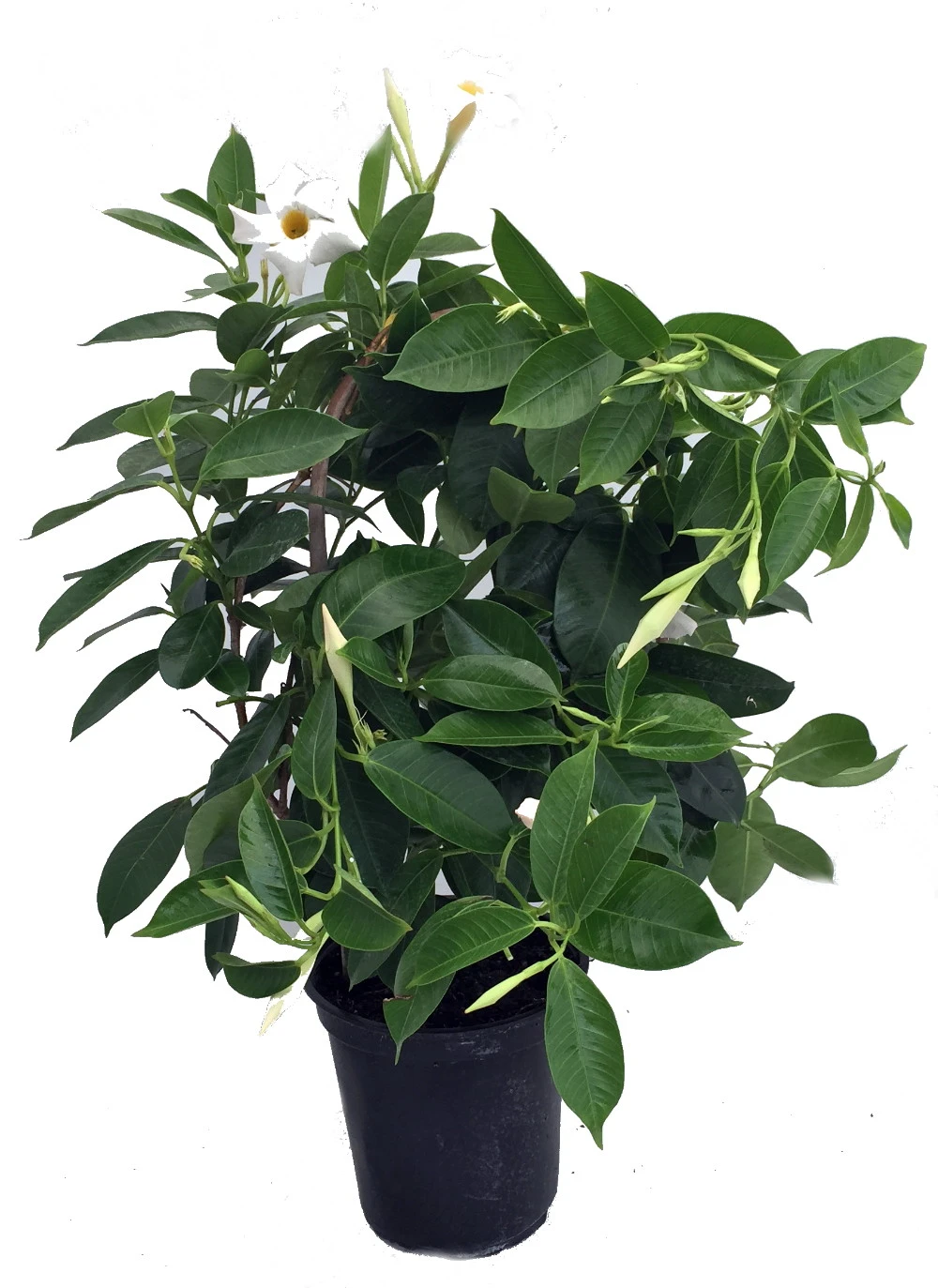 White Brazil Jasmine Plant - Mandevilla/Dipladenia - 6" Pot/Trellis 2 White Brazil Jasmine Plant - Mandevilla/Dipladenia - 6" Pot/Trellis - Image 2
