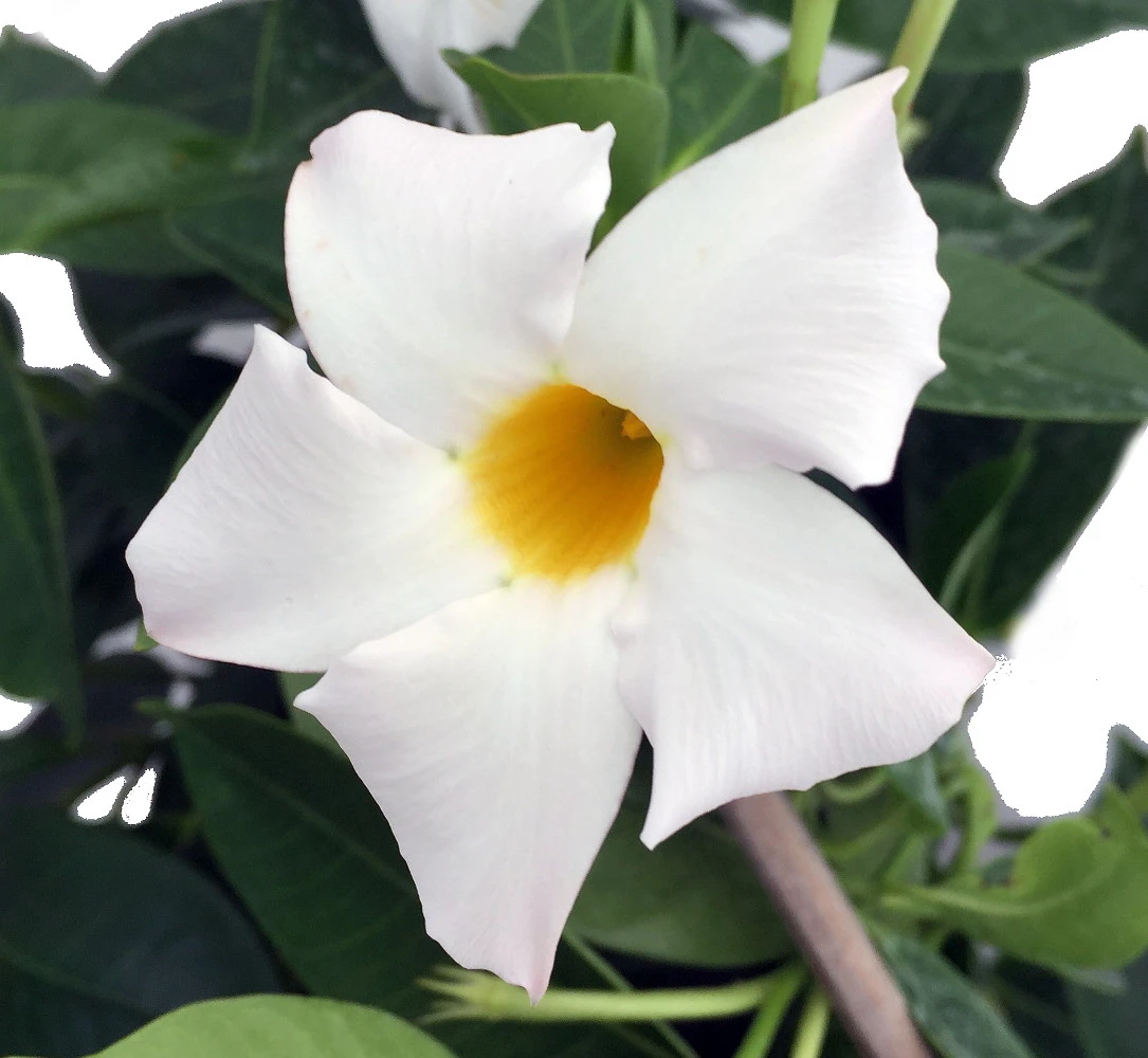 White Brazil Jasmine Plant - Mandevilla/Dipladenia - 6" Pot/Trellis 1 White Brazil Jasmine Plant - Mandevilla/Dipladenia - 6" Pot/Trellis