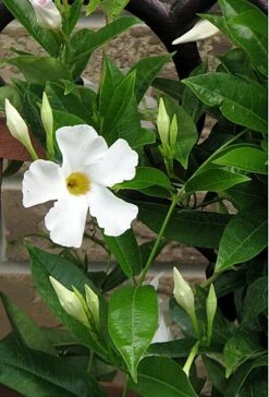 White Brazil Jasmine Plant - Mandevilla/Dipladenia - 6" Pot/Trellis 15 White Brazil Jasmine Plant - Mandevilla/Dipladenia - 6" Pot/Trellis -Plant Sale Shop mandevilleawhite1 58278.1682318196
