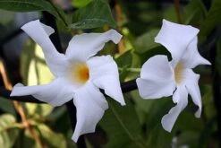 White Brazil Jasmine Plant - Mandevilla/Dipladenia - 6" Pot/Trellis 10 White Brazil Jasmine Plant - Mandevilla/Dipladenia - 6" Pot/Trellis -Plant Sale Shop mandevilleawhite2 57363.1682318195