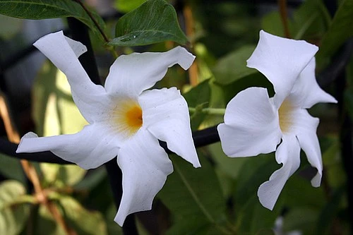 White Brazil Jasmine Plant - Mandevilla/Dipladenia - 6" Pot/Trellis 3 White Brazil Jasmine Plant - Mandevilla/Dipladenia - 6" Pot/Trellis - Image 3