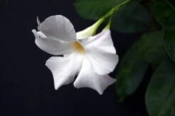 White Brazil Jasmine Plant - Mandevilla/Dipladenia - 6" Pot/Trellis 11 White Brazil Jasmine Plant - Mandevilla/Dipladenia - 6" Pot/Trellis -Plant Sale Shop mandevilleawhite3 61742.1682318195