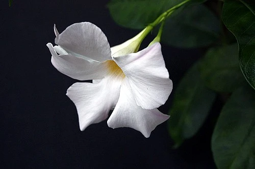 White Brazil Jasmine Plant - Mandevilla/Dipladenia - 6" Pot/Trellis 4 White Brazil Jasmine Plant - Mandevilla/Dipladenia - 6" Pot/Trellis - Image 4