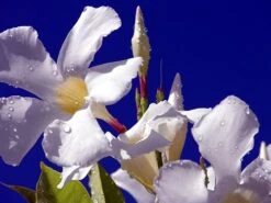 White Brazil Jasmine Plant - Mandevilla/Dipladenia - 6" Pot/Trellis 14 White Brazil Jasmine Plant - Mandevilla/Dipladenia - 6" Pot/Trellis -Plant Sale Shop mandevilleawhite4 93477.1682318196