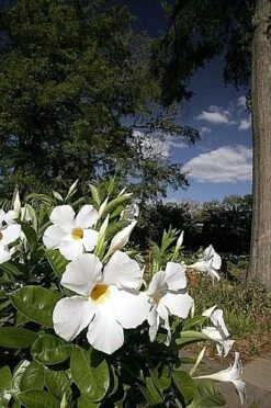 White Brazil Jasmine Plant - Mandevilla/Dipladenia - 6" Pot/Trellis 12 White Brazil Jasmine Plant - Mandevilla/Dipladenia - 6" Pot/Trellis -Plant Sale Shop mandevilleawhite5 08631.1682318195