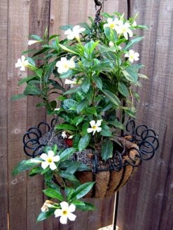 White Brazil Jasmine Plant - Mandevilla/Dipladenia - 6" Pot/Trellis 13 White Brazil Jasmine Plant - Mandevilla/Dipladenia - 6" Pot/Trellis -Plant Sale Shop mandevilleawhite6 33393.1682318196