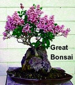 Wine & Roses® Weigela - Outdoors Or Bonsai - Hardy - Proven Winners - 4" Pot -Plant Sale Shop midnightwine2 42744.1615344496