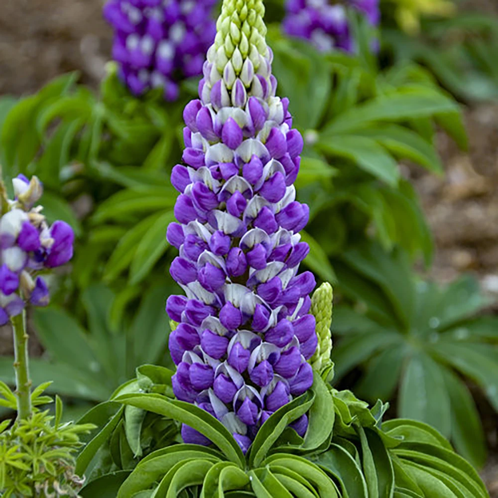 Mini Gallery™ Blue Bicolor Lupine Perennial - Lupinus Polyphyllus - Gallon Pot 1 Mini Gallery™ Blue Bicolor Lupine Perennial - Lupinus Polyphyllus - Gallon Pot