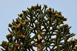 Monkey Puzzle Tree - Araucaria Araucana - Chile Pine - Gallon Pot - Indoors/Out -Plant Sale Shop monkeypuzzcones4 28091.1668179908