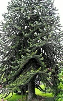 Monkey Puzzle Tree - Araucaria Araucana - Chile Pine - Gallon Pot - Indoors/Out -Plant Sale Shop monkeypuzzletree1 29803.1668179907