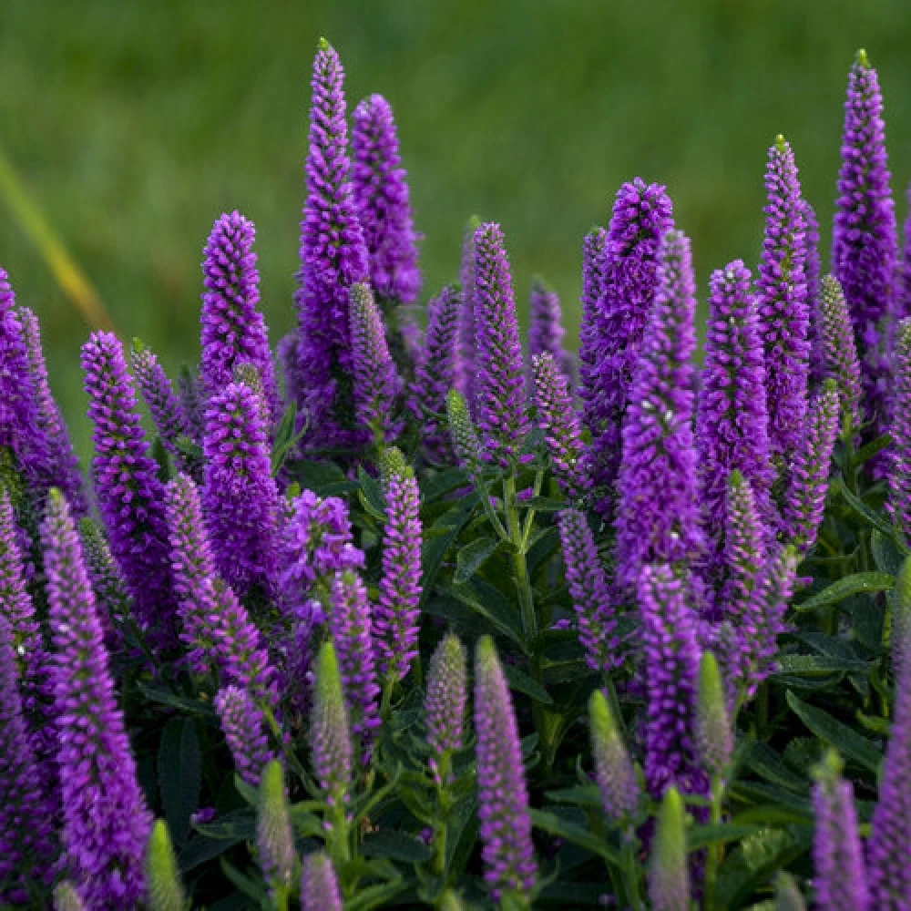 Magic Show® Purple Illusion Veronica - Speedwell - Gallon Pot - Proven Winners 2 Magic Show® Purple Illusion Veronica - Speedwell - Gallon Pot - Proven Winners - Image 2