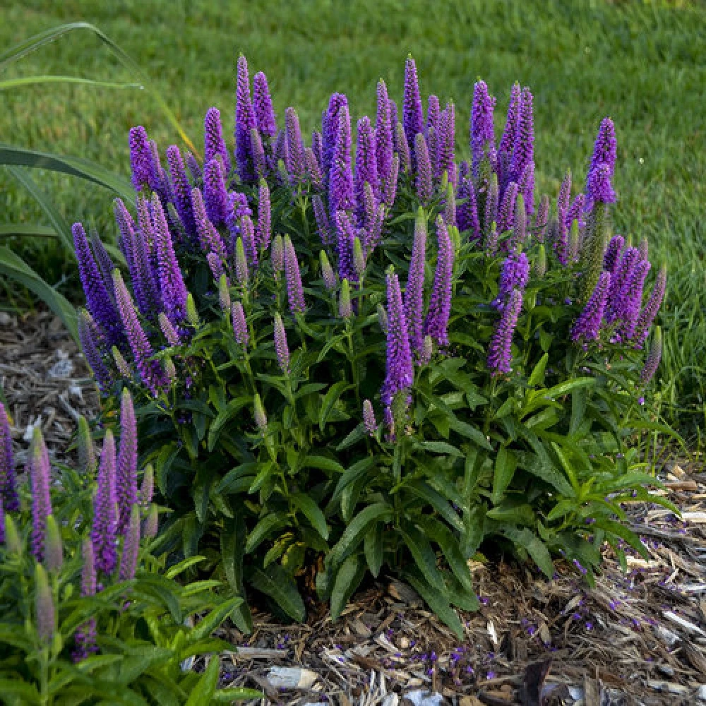 Magic Show® Purple Illusion Veronica - Speedwell - Gallon Pot - Proven Winners 1 Magic Show® Purple Illusion Veronica - Speedwell - Gallon Pot - Proven Winners