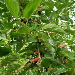 Everbearing Dwarf Mulberry Plant - Morus Nigra - 6" Pot - Sweet Fruit -Plant Sale Shop mulberrydwarfhr6 27615.1664887615