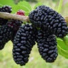 Everbearing Dwarf Mulberry Plant - Morus Nigra - 6" Pot - Sweet Fruit