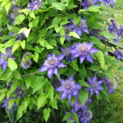 Multi Blue Clematis - NEW! - Navy Blue Double Flower - 2.5" Pot -Plant Sale Shop multiblueclemati 3 03170.1615344792
