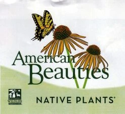 Pee Wee Oakleaf Hydrangea Perennial - Dwarf White - 4" Pot -Plant Sale Shop nativeplants 74872.1615344510