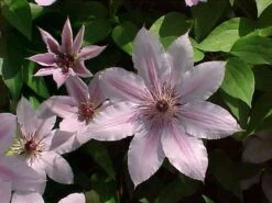 Nelly Moser Clematis Vine - Perennial - Pink Blooms - 2.5" Pot