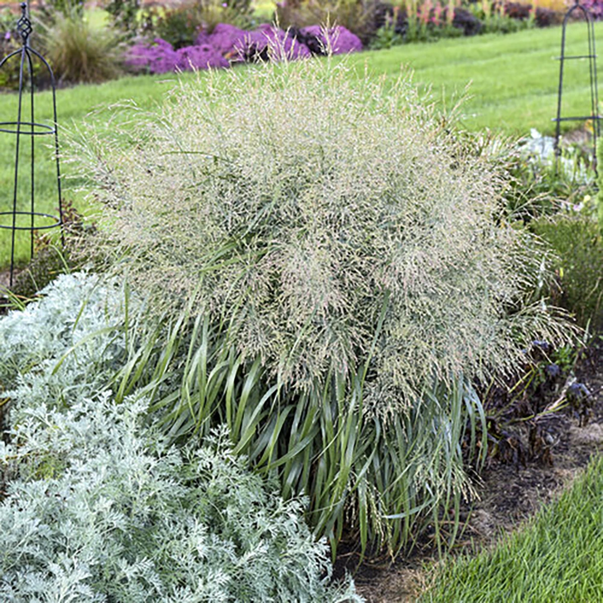 Prairie Winds® Niagara Falls Switch Grass - Panicum - Gallon Pot -Proven Winners 2 Prairie Winds® Niagara Falls Switch Grass - Panicum - Gallon Pot -Proven Winners - Image 2