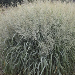 Prairie Winds® Niagara Falls Switch Grass - Panicum - Gallon Pot -Proven Winners