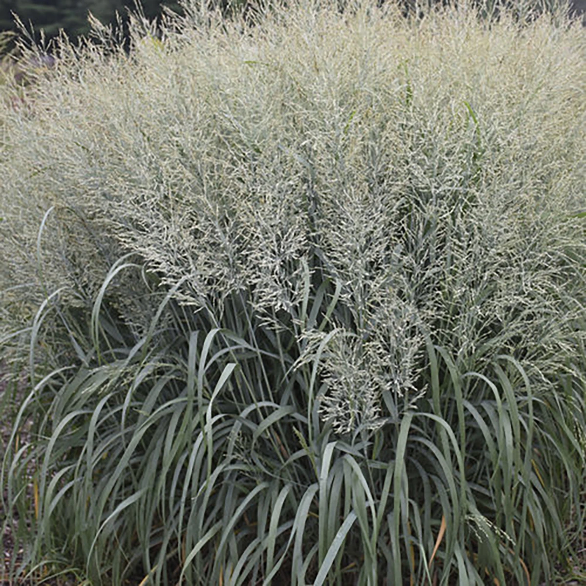 Prairie Winds® Niagara Falls Switch Grass - Panicum - Gallon Pot -Proven Winners 1 Prairie Winds® Niagara Falls Switch Grass - Panicum - Gallon Pot -Proven Winners