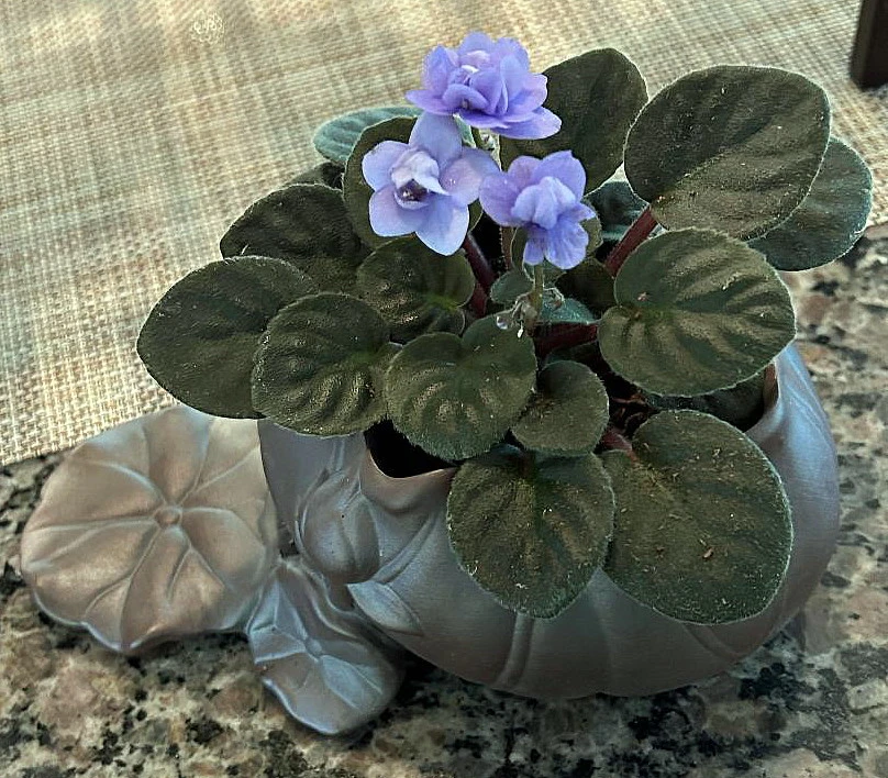 Creative Lotus Leaf Ceramic Planter With Live Miniature African Violet 3 Creative Lotus Leaf Ceramic Planter With Live Miniature African Violet - Image 3