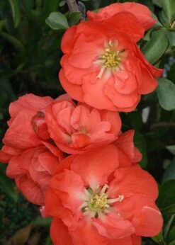 DOUBLE TAKE® Orange - PPAF - Flowering Quince - 4" Pot - Proven Winners