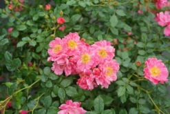OSO EASY® Double Pink Rose-VERY HARDY Proven Winners - 4" Pot
