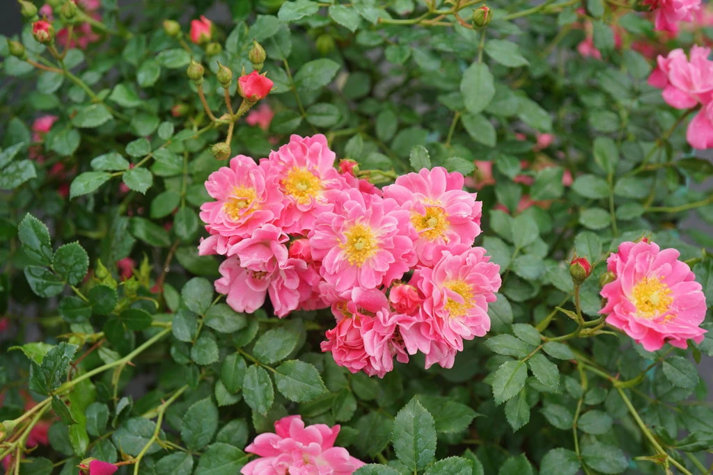 OSO EASY® Double Pink Rose-VERY HARDY Proven Winners - 4" Pot 1 OSO EASY® Double Pink Rose-VERY HARDY Proven Winners - 4" Pot
