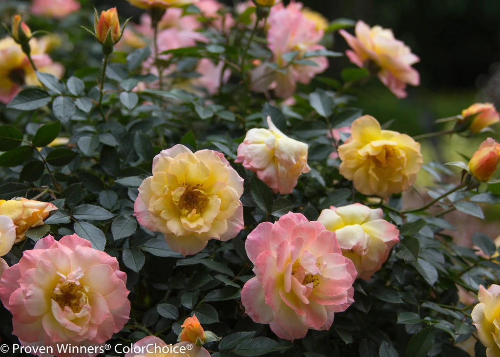 OSO EASY® Italian Ice Rose- Rebloomer- Proven Winners - 4" Pot 2 OSO EASY® Italian Ice Rose- Rebloomer- Proven Winners - 4" Pot - Image 2