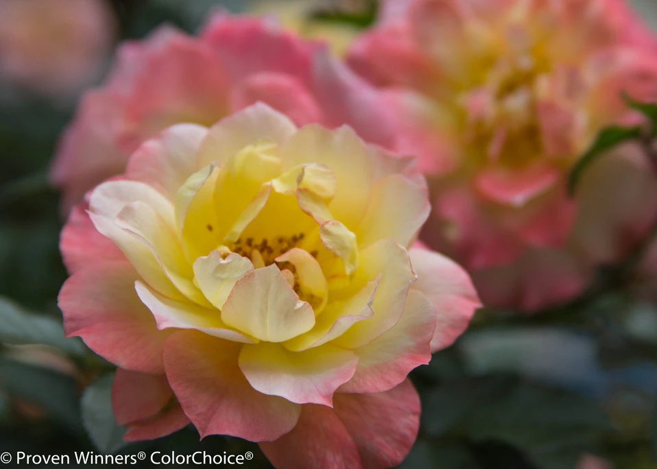 OSO EASY® Italian Ice Rose- Rebloomer- Proven Winners - 4" Pot 1 OSO EASY® Italian Ice Rose- Rebloomer- Proven Winners - 4" Pot