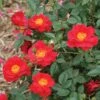 Urban Legend OSO Easy® Rose - 4" Pot - Proven Winners