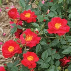 Urban Legend OSO Easy® Rose - 4" Pot - Proven Winners