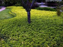 Japanese Spurge 48 Plants - Pachysandra - Hardy Groundcover - 1 3/4" Pots 5 Japanese Spurge 48 Plants - Pachysandra - Hardy Groundcover - 1 3/4" Pots -Plant Sale Shop pachysandra4 24780.1616112449