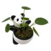 Lucky Panda Planter With Chinese Money Plant And Sheet Moss - 4.5" X 4.75"