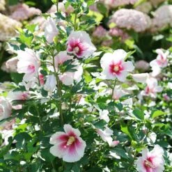 Paraplu Pink Ink® Hibiscus - Rose Of Sharon - Proven Winners - 4" Pot 10 Paraplu Pink Ink® Hibiscus - Rose Of Sharon - Proven Winners - 4" Pot -Plant Sale Shop paraplu pink ink rose of sharon hibiscus 1 1080 1080 60 32101.1615344721
